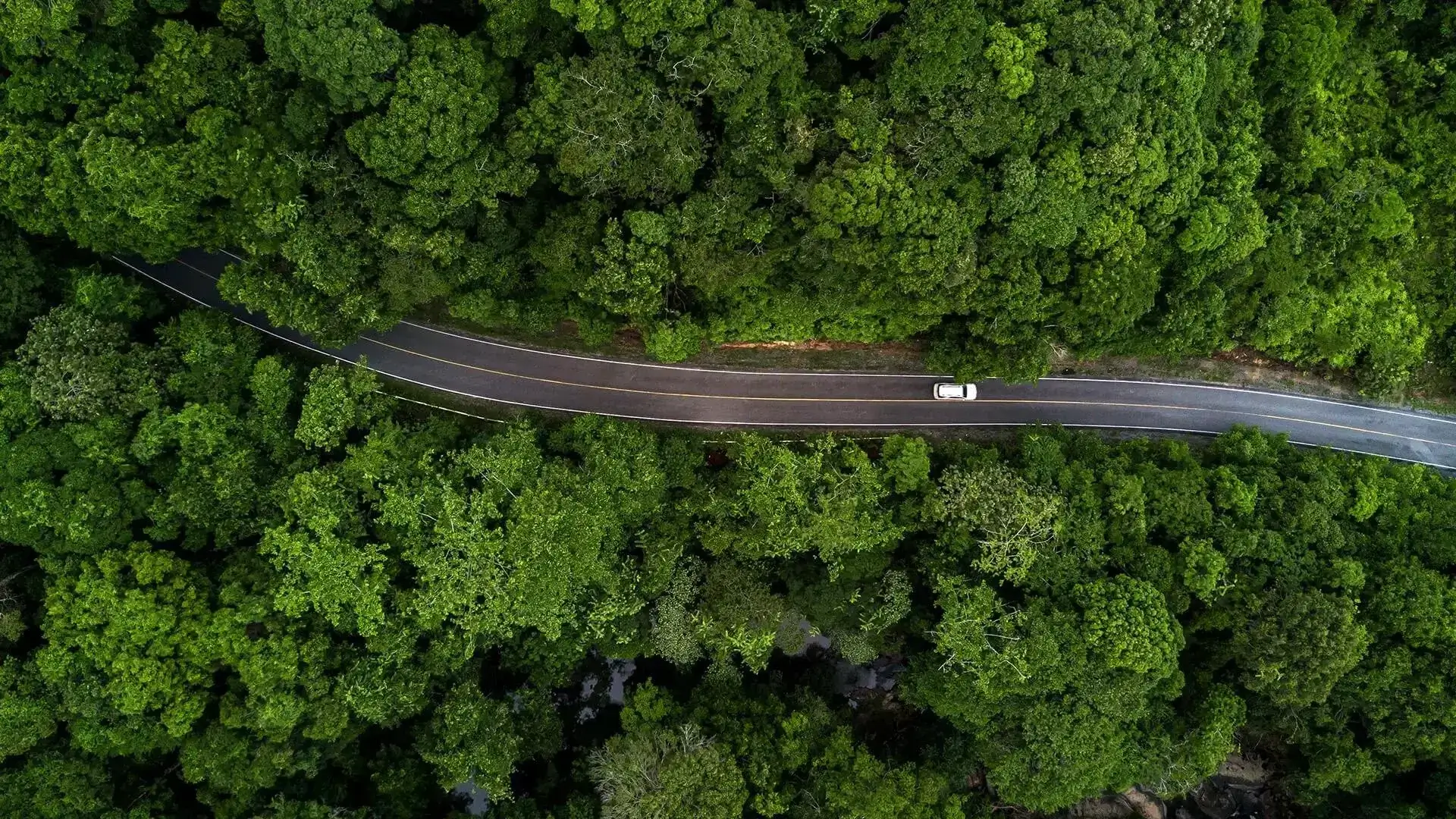 Voiture électrique forêt